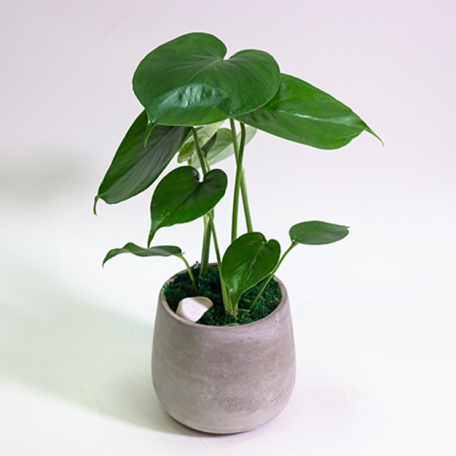 小型 古竹工細工 花台 香台 盆栽台 小型 古竹工細工 花台 香台 盆栽台 【公式通販】
