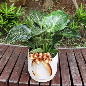 鉑金蔓綠絨  斑斕的觀葉植物  台北花店全省配送